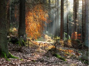 Bosque de Bavaria